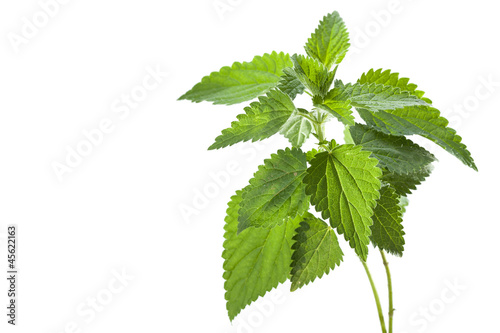 Stinging nettle ( Urtica dioica ), close up