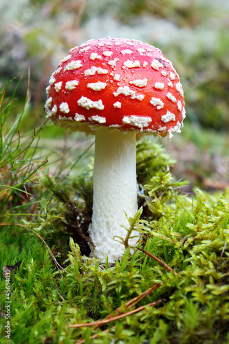 Fly agaric mushroom, amanita muscaria in natue