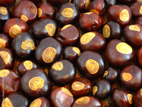 Background of Buckeye nuts