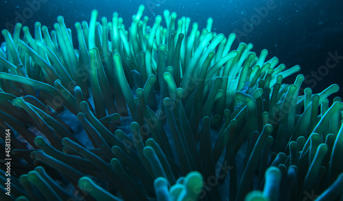 blue glowing anemone