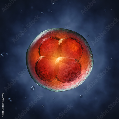 Four-cell embryo , 3d illustration