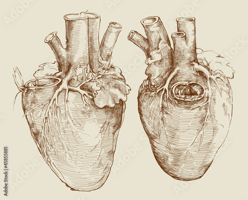 Heart. Based on drawing of Leonardo da Vinci