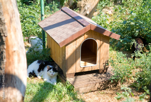 Homeless cat lying outdoors near the kennel