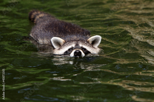 Schwimmender Waschbär