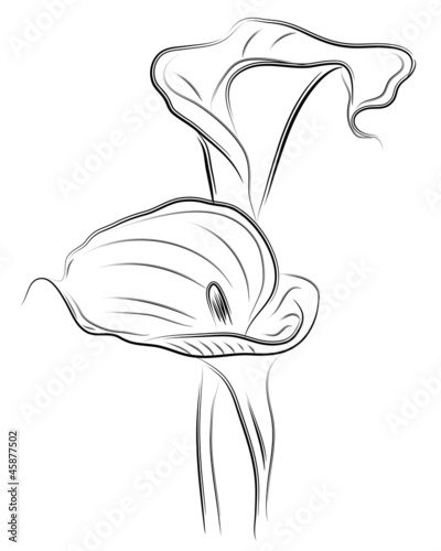 vector flower calla twin