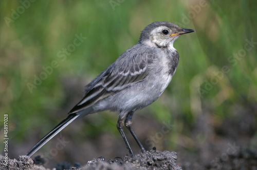 Motacilla alba