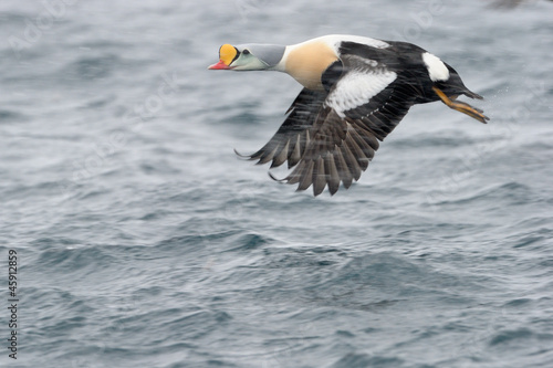 King Eider starting off from water