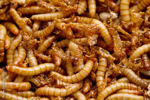 mealworms