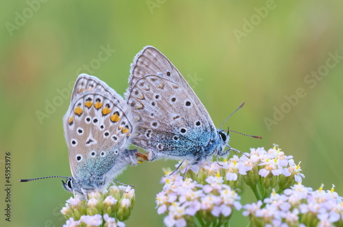 Polyommatus icarus