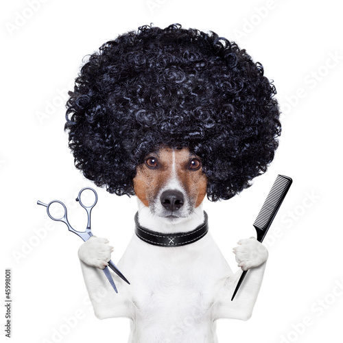 hairdresser scissors comb dog