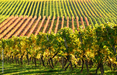 Weinberge im Herbst