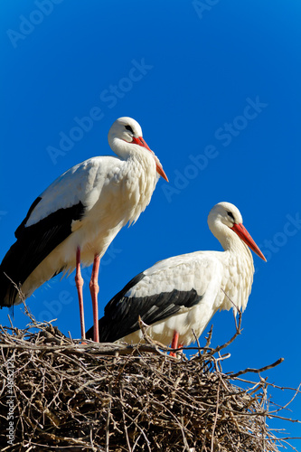 white stork