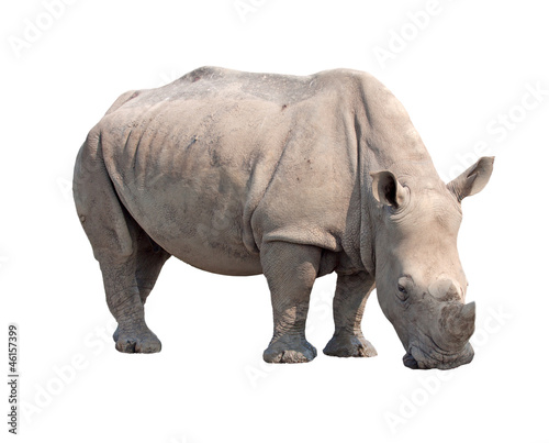 rhinoceros isolated on white background with paths