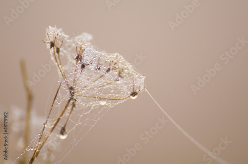 Gossamer