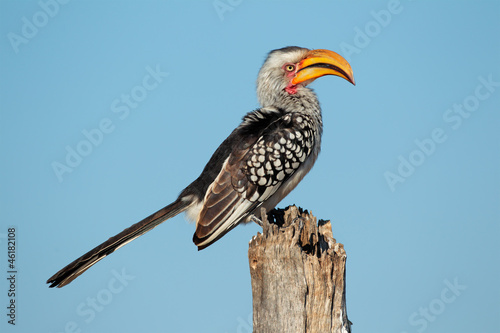 Yellow-billed hornbill