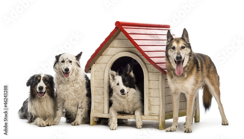 Group of dogs in and surrounding a kennel