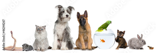 Group of pets with dog, cat, rabbit, ferret, fish, frog, rat