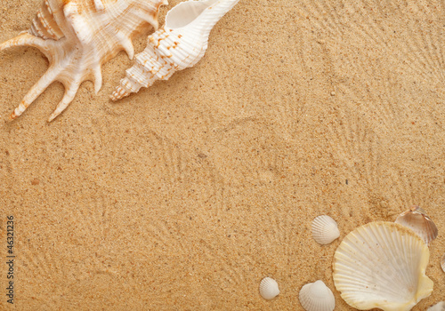 seashells in sand