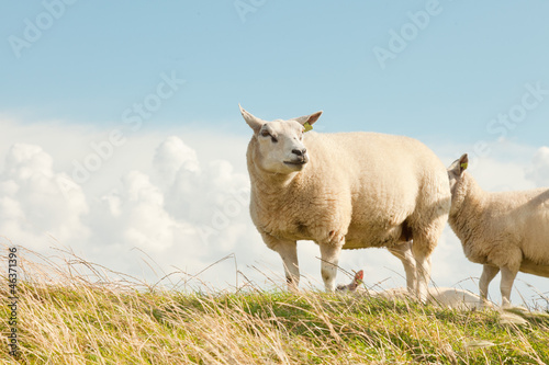 Sheep grazing in field of grass. Dike. Blue cloudy sky.