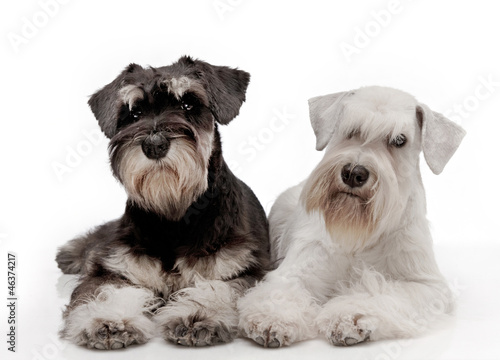 Miniature schnauzer puppies