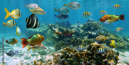 Underwater panorama coral reef with shoal of colorful tropical fish, Caribbean sea