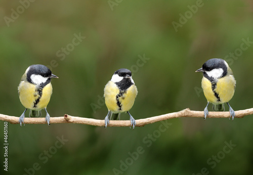 three great tits on a branch
