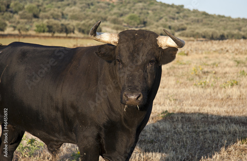 Portret młodego walczącego byka
