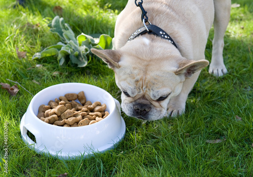 Bouledogue français devant sa gamelle