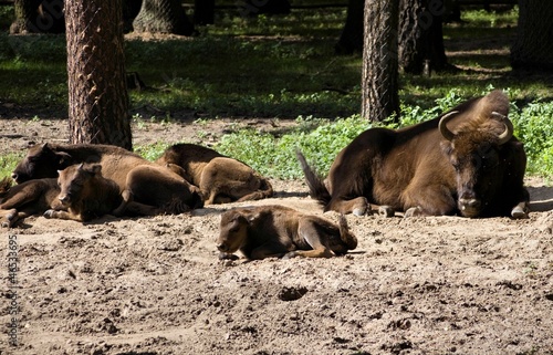 Bison bonasus (żubr)