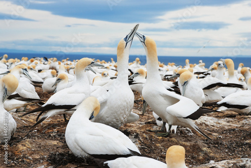 Gannets nesting