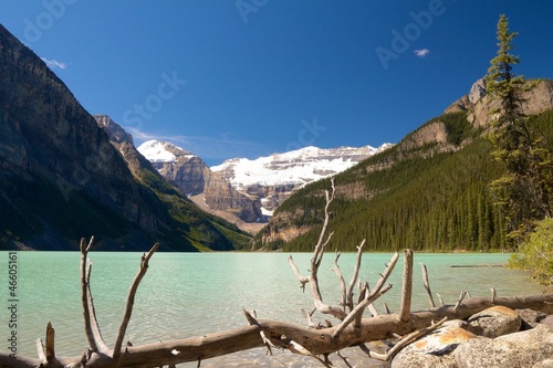 Dead tree at Lake Louise