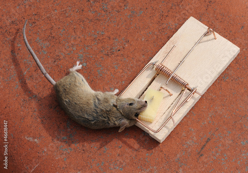 Souris prise dans un piège