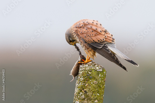 kestrel with mouse