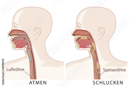 Atmung und Schlucken 1