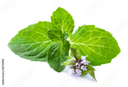 Leaf of mint with flower