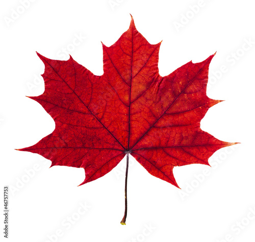 Autumn maple leaf isolated on white background