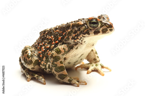 green toad (Bufo viridis) over white