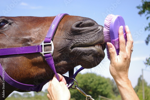 Femal groom cleaning horse