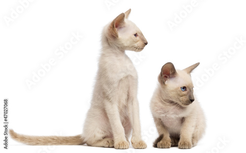 Two Oriental Shorthair kittens, 9 weeks old, sitting