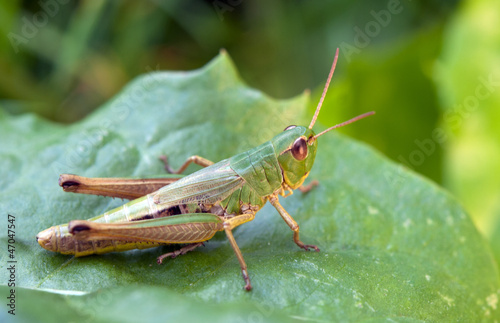 the grasshopper on leaf