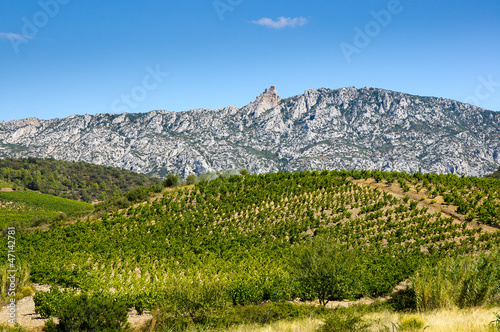 Old vineyard at Maury