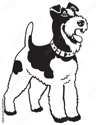 fox terrier black white