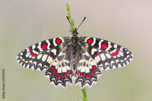 mariposa zerynthia rumina