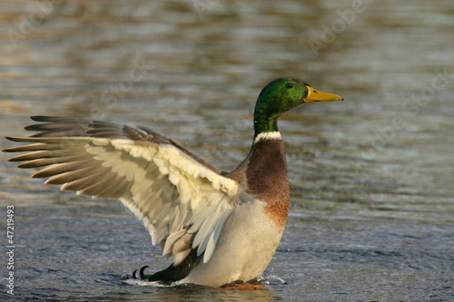 Mallard Duck