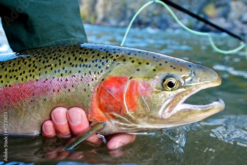 Steelhead trout caught while fly fishing