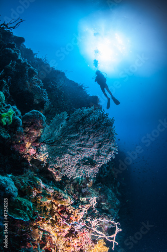 diver on a reef