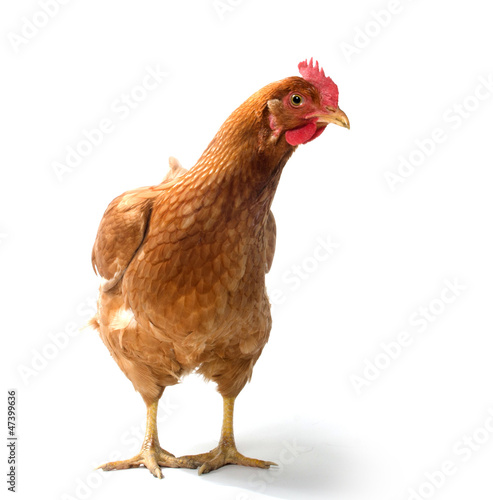 Red sex link chicken