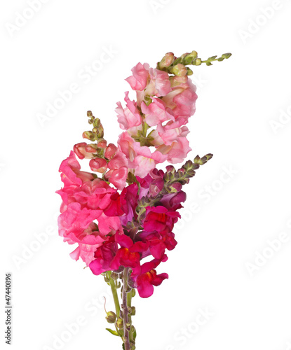 Stems of pink, red and purple shapdragon flowers isolated on whi