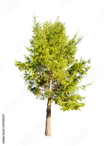 green isolated larch tree