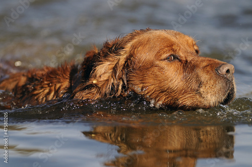 golden retriever in water